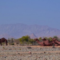 Camel 